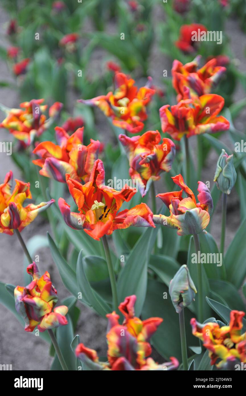 Tulipani rossi e gialli (Tulipa) Rasta Parrot fiorisce in un giardino nel mese di aprile Foto Stock
