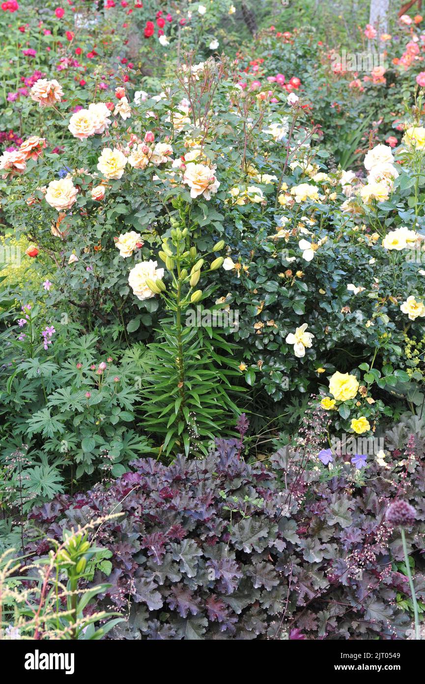 Un bordo di fiore in un giardino con heuchera viola scuro, gigli e rose Foto Stock