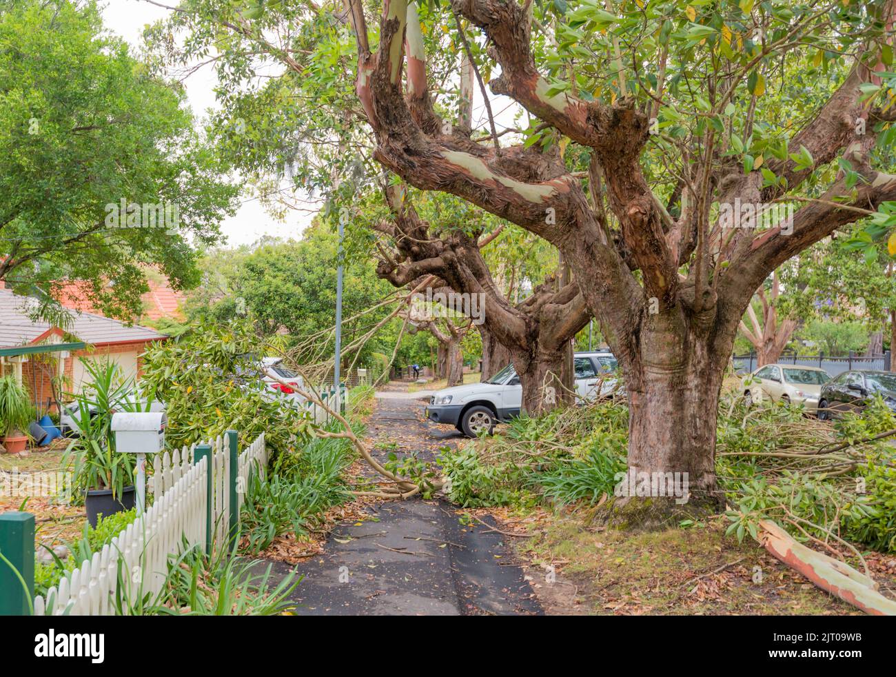 Sydney Aust Nov 26 2019: una improvvisa tempesta strappato attraverso la periferia a nord di Sydney lo scatto di alberi e pali di potenza lasciando carnage ma nessuna perdita di vita Foto Stock