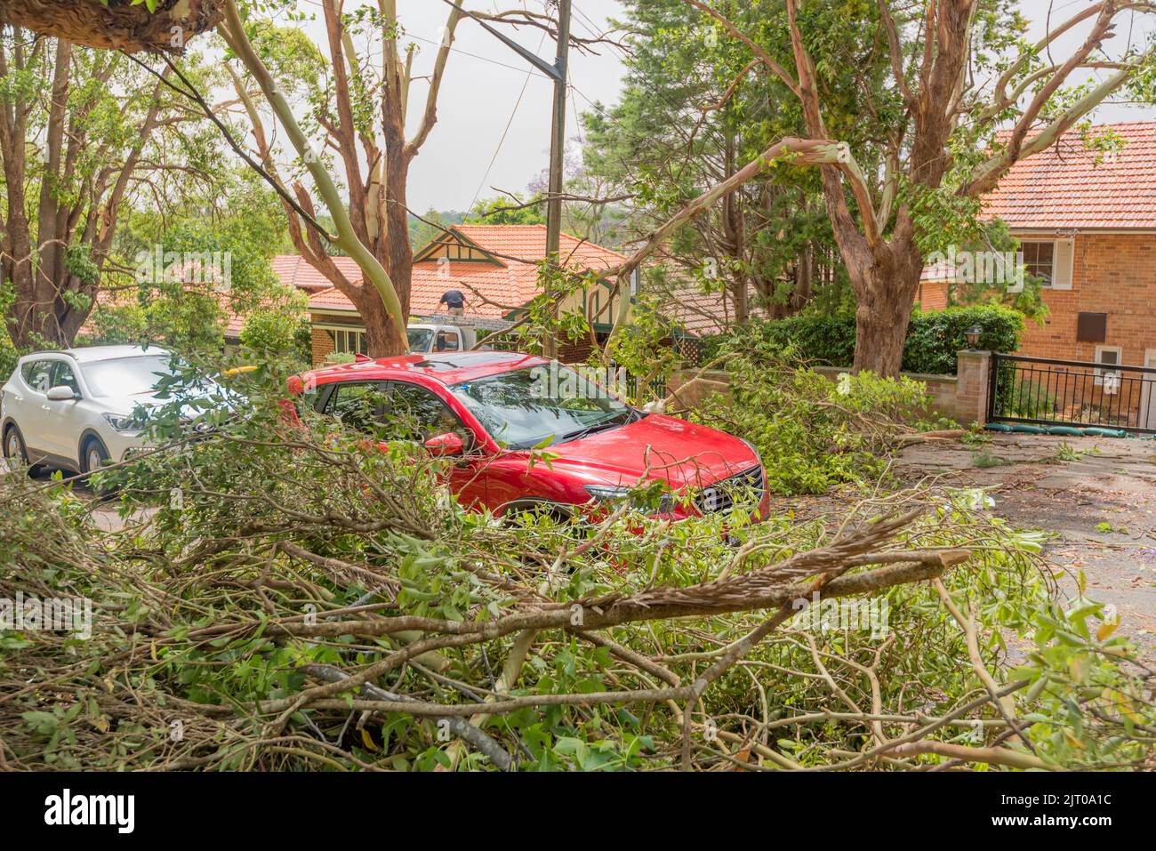 Sydney Aust Nov 26 2019: una improvvisa tempesta strappato attraverso la periferia a nord di Sydney lo scatto di alberi e pali di potenza lasciando carnage ma nessuna perdita di vita Foto Stock