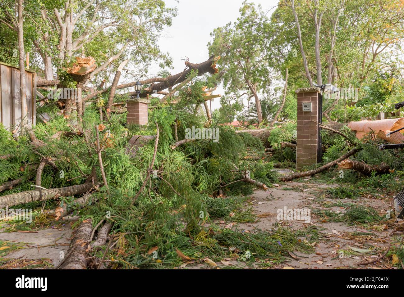 Sydney Aust Nov 26 2019: una improvvisa tempesta strappato attraverso la periferia a nord di Sydney lo scatto di alberi e pali di potenza lasciando carnage ma nessuna perdita di vita Foto Stock