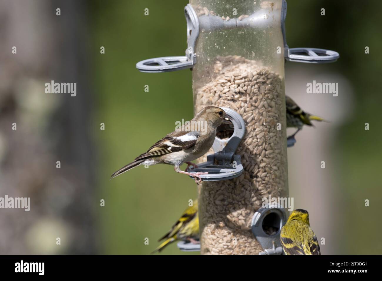 Femmina Chaffinch Fringilla coelebs che mangia semi sull'alimentatore di uccelli West Wales UK Foto Stock