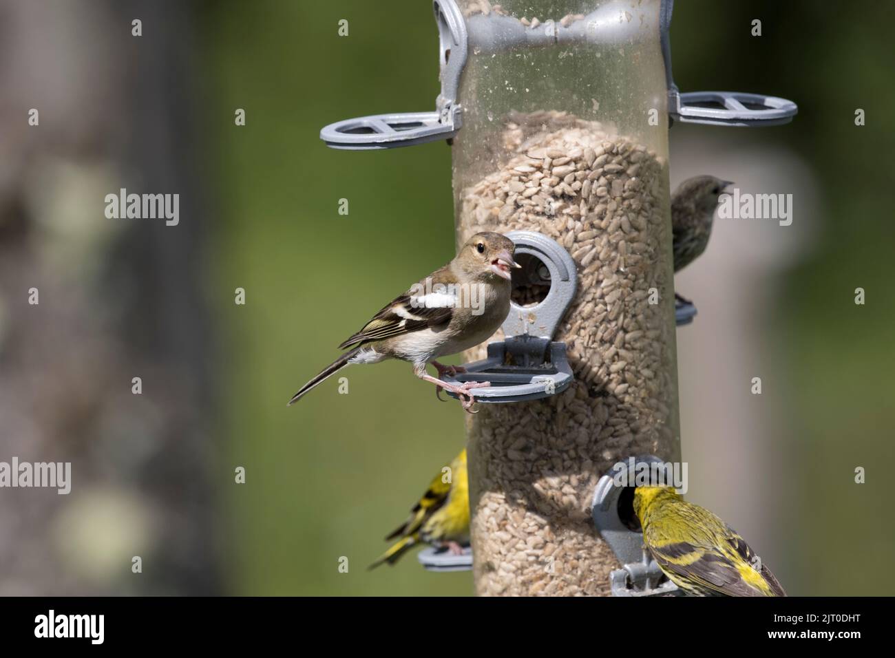 Femmina Chaffinch Fringilla coelebs che mangia semi sull'alimentatore di uccelli West Wales UK Foto Stock