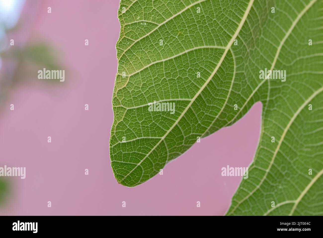 Primo piano foglia su Un albero di fico ad Amsterdam Paesi Bassi 20-8-2022 Foto Stock
