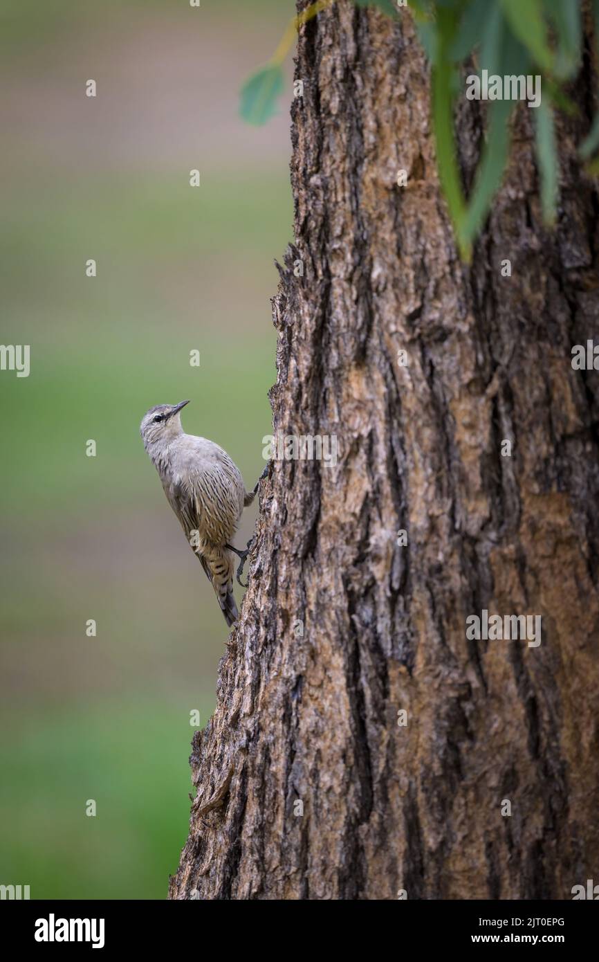Un Treecreeper bianco-marrone che sale su un tronco di albero mentre cerca gli insetti che si nascondono nella corteccia alle paludi di Lara in Outback Queensland, Australia. Foto Stock
