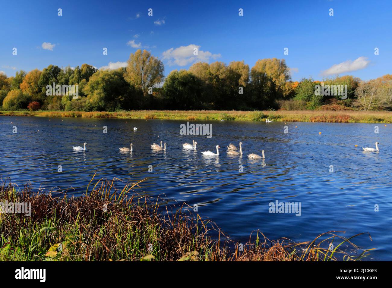 Il lago canottante a Thorpe Meadows, Peterborough città, Cambridgeshire, Inghilterra, Regno Unito Foto Stock