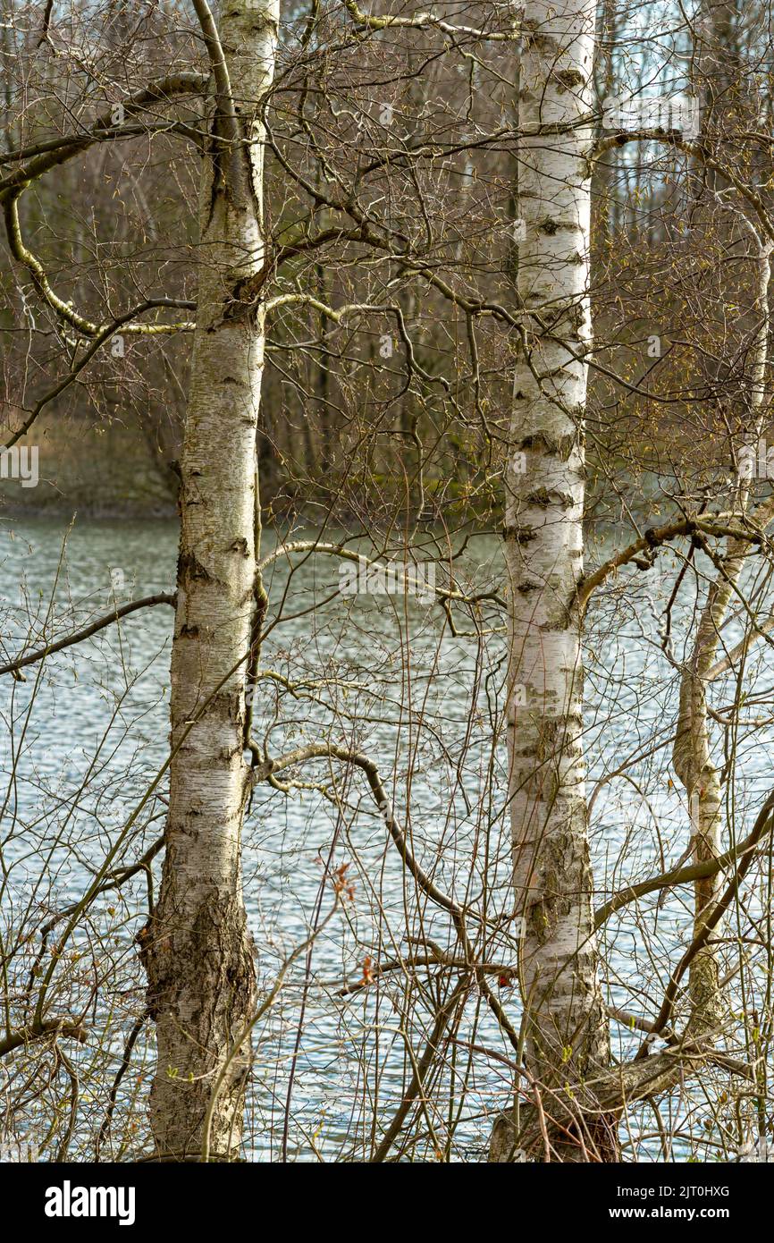 Un primo piano di tronchi di alberi sottili contro un bel lago, un colpo verticale Foto Stock