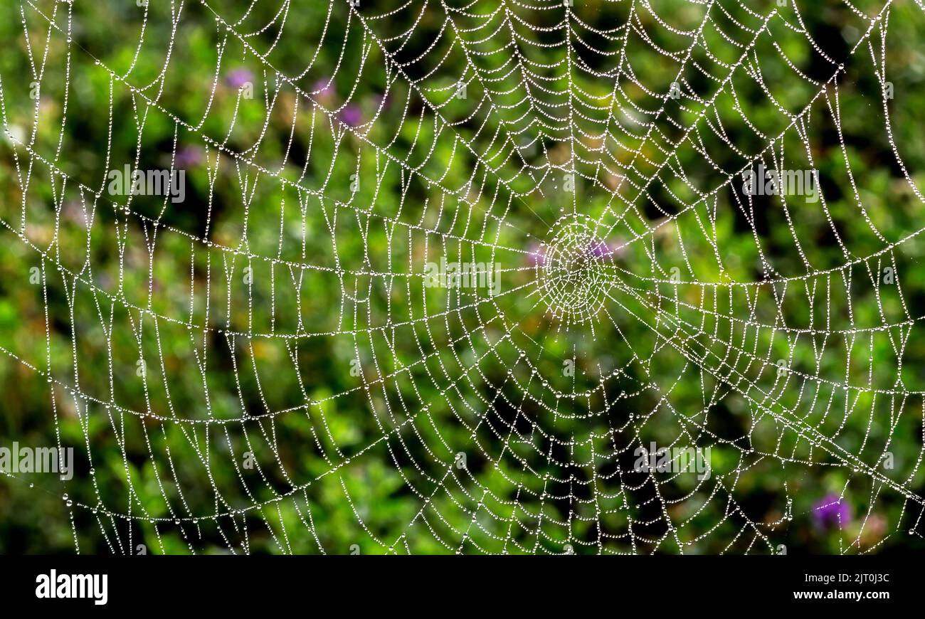 Primo piano su sfondo a pioggia naturale Cobweb o spiderweb. Cobweb con gocce di pioggia su sfondo verde. Texture rete Cobweb con morn Foto Stock
