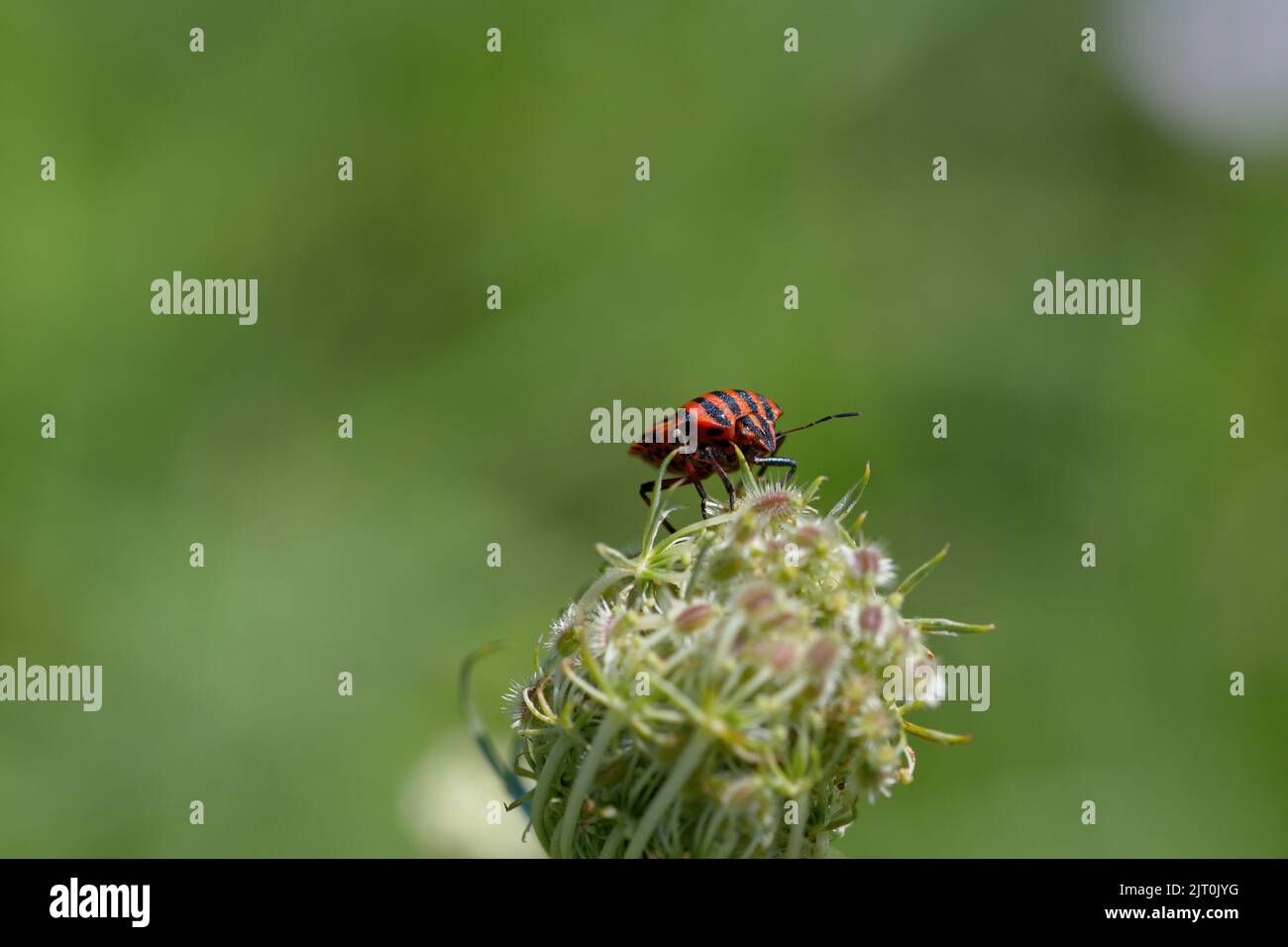 Macro di un bug striped in estate in Italia Foto Stock