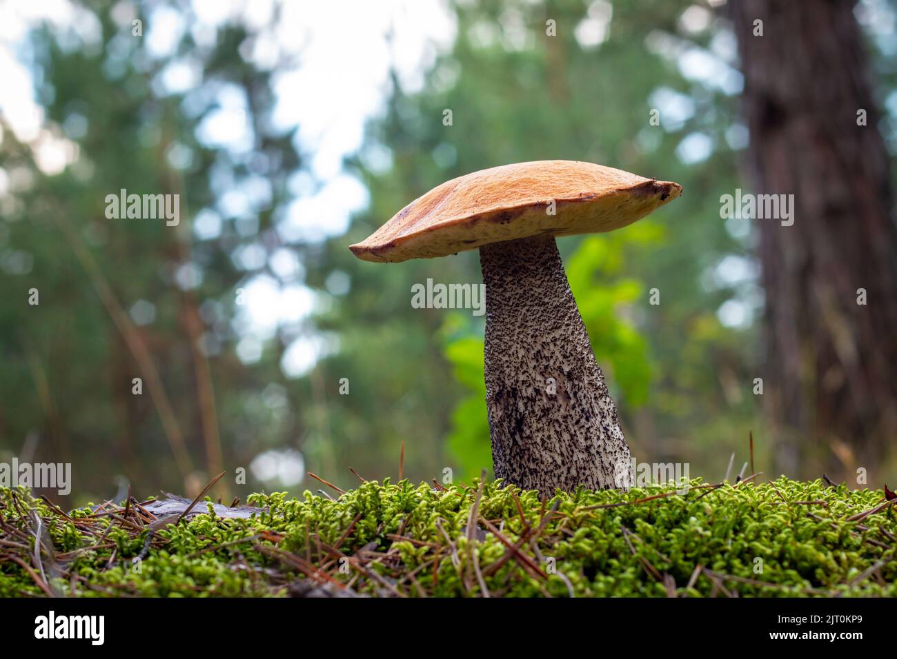 Stagione testa rosso fungo crescere in legno. Autunno e estate stagione pick up funghi. Cibo vegetariano sano che cresce nella foresta. Piante naturali biologiche Foto Stock