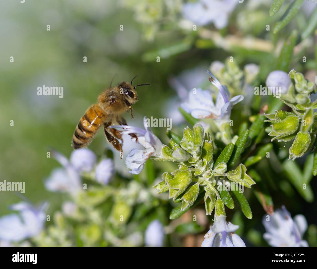 Ape di miele al lavoro su un fiore di rosario Foto Stock