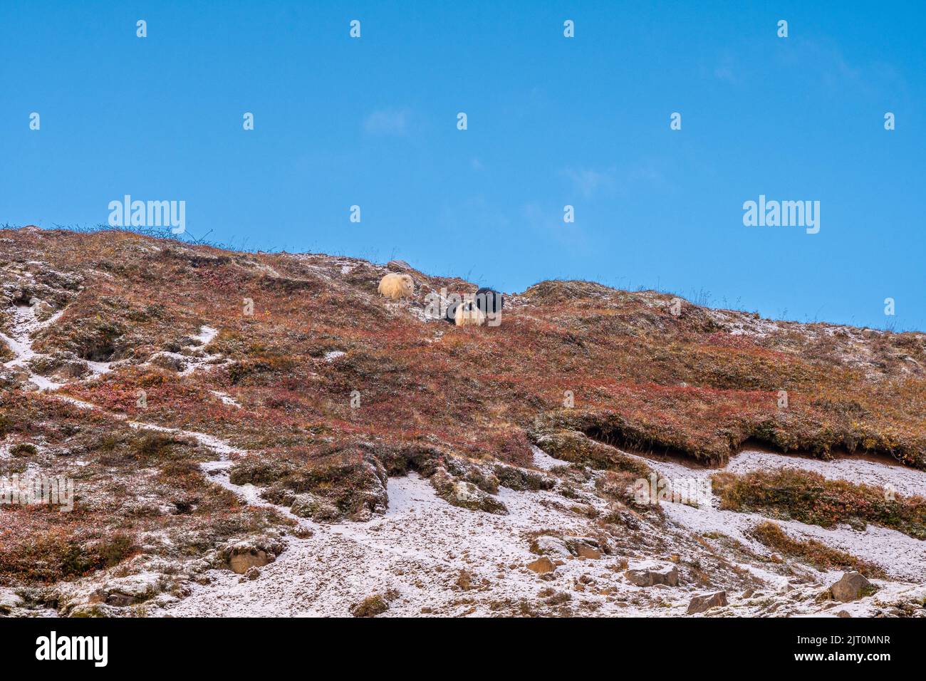 Incredibile Islanda viaggio intorno all'isola in Ring Road Foto Stock