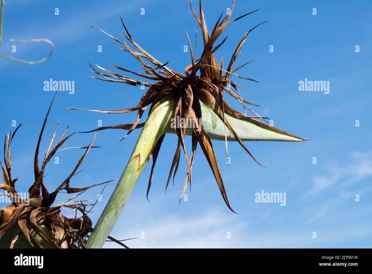 Il fiore secco di Strelitzia reginae sta cambiando in testa di seme, Bloom andato a seme, esposizione Foto Stock