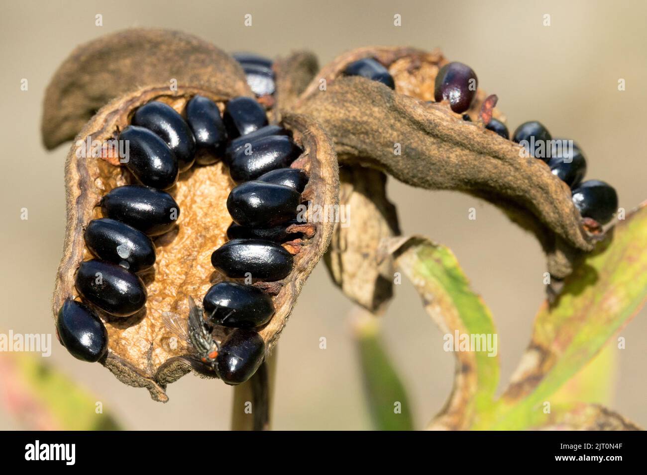 Semi lucidi in un baccello di semi di peonia matura spaccato Foto Stock