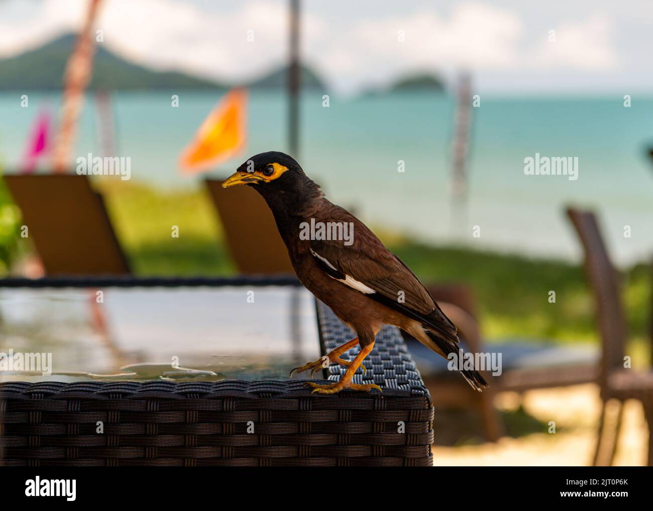 Mynah Bird curioso Foto Stock