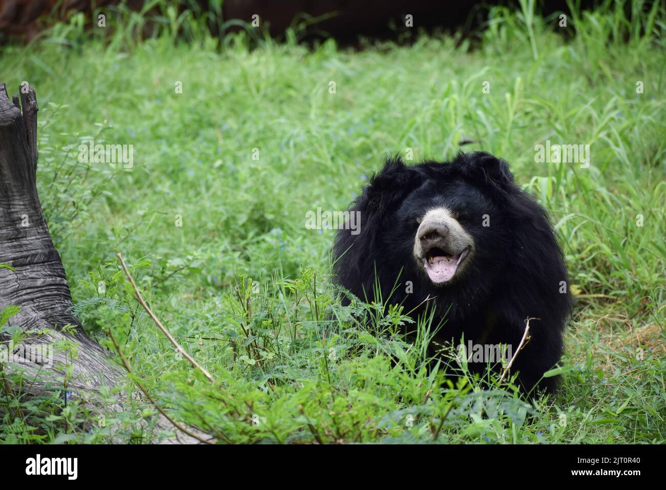 L'orso indiano sta guardando la macchina fotografica e sta prendendo il resto sul campo di erba al santuario della fauna selvatica. Foto Stock