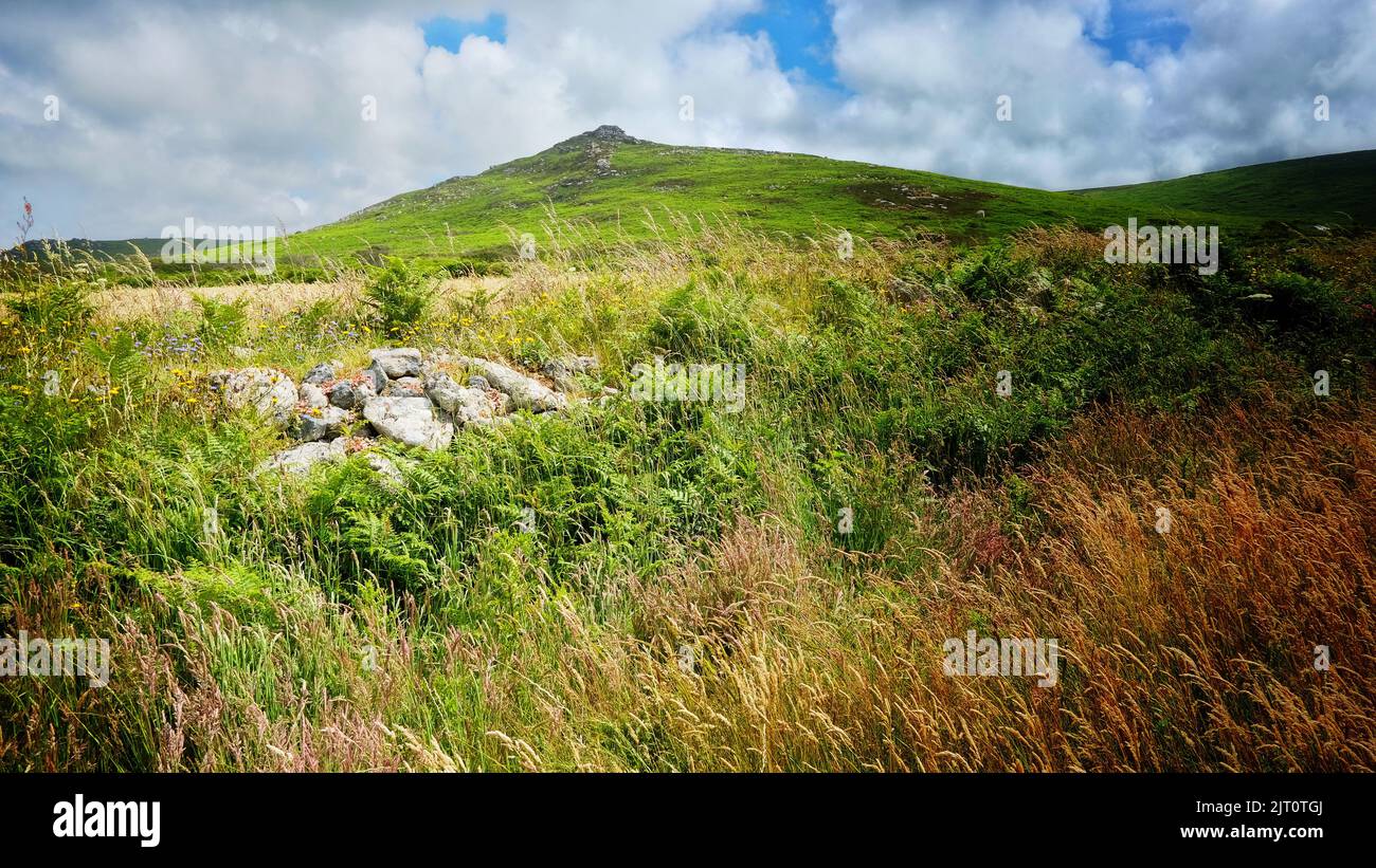 Tradizionale siepe Cornovaglia, Penwith, Cornovaglia, UK - John Gollop Foto Stock