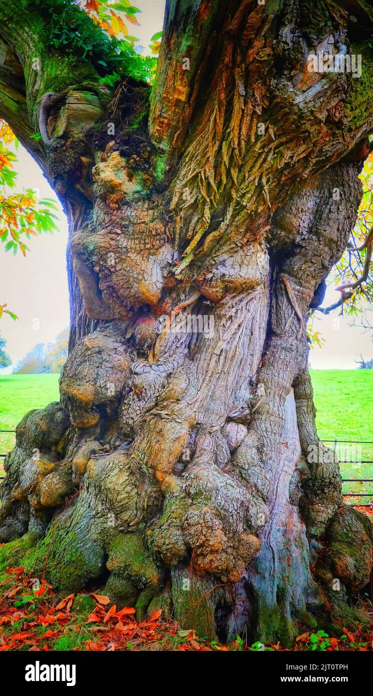 Immagine migliorata digitalmente di un antico castagno dolce, Wiltshire, UK - John Gollop Foto Stock