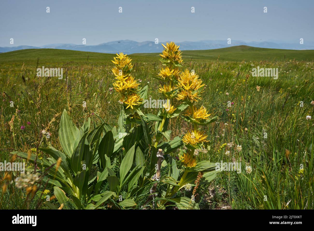 Gelber Enzian (Gentiana lutea), Bergwiese auf dem piani di Ragnolo, Parco Nazionale dei Monti Sibillini, Marken, Italien Foto Stock