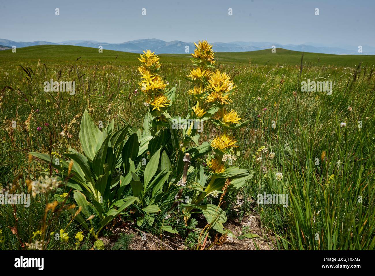 Gelber Enzian (Gentiana lutea), Bergwiese auf dem piani di Ragnolo, Parco Nazionale dei Monti Sibillini, Marken, Italien Foto Stock