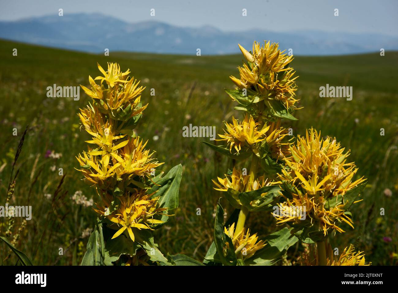 Gelber Enzian (Gentiana lutea), Bergwiese auf dem piani di Ragnolo, Parco Nazionale dei Monti Sibillini, Marken, Italien Foto Stock