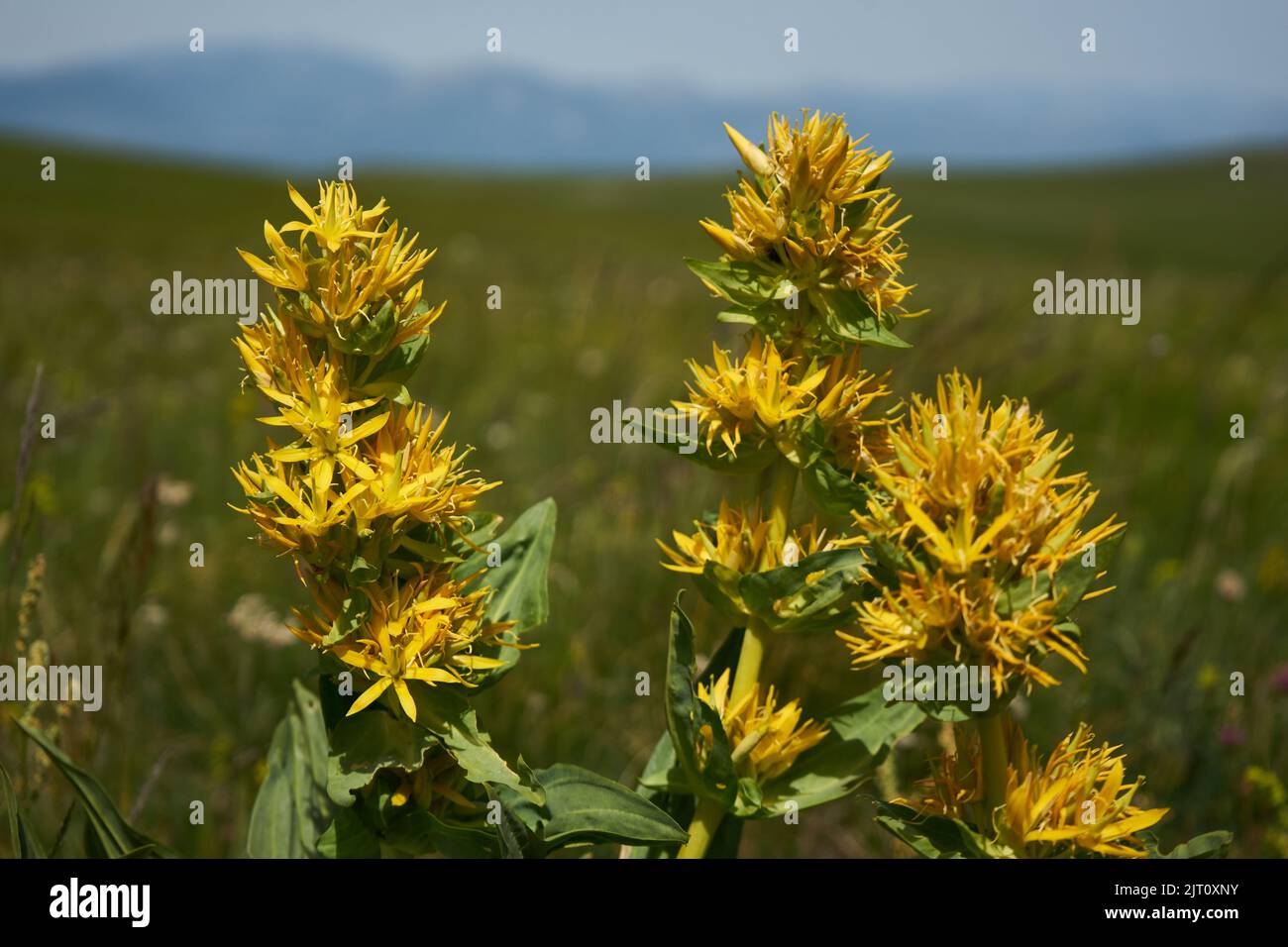 Gelber Enzian (Gentiana lutea), Bergwiese auf dem piani di Ragnolo, Parco Nazionale dei Monti Sibillini, Marken, Italien Foto Stock