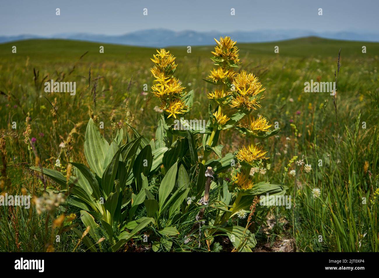 Gelber Enzian (Gentiana lutea), Bergwiese auf dem piani di Ragnolo, Parco Nazionale dei Monti Sibillini, Marken, Italien Foto Stock