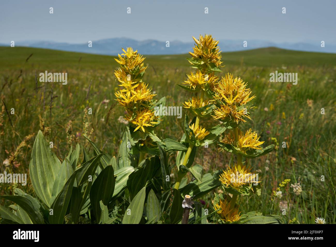 Gelber Enzian (Gentiana lutea), Bergwiese auf dem piani di Ragnolo, Parco Nazionale dei Monti Sibillini, Marken, Italien Foto Stock