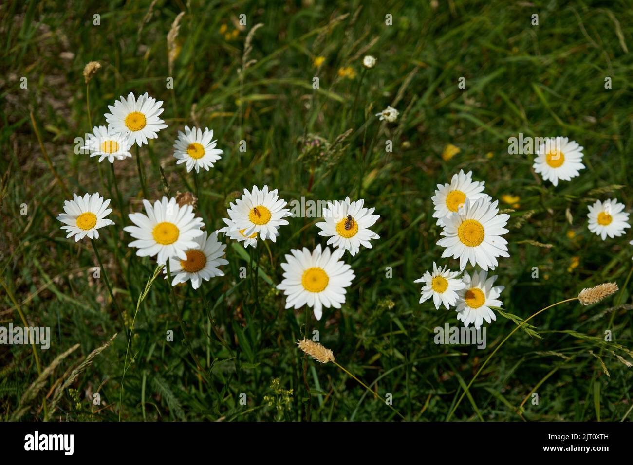 Magerwiesen-Margerite (Leucanthemum vulgare), Bergwiese auf dem piani di Ragnolo, Parco Nazionale Monti Sibillini, Marken, Italien Foto Stock