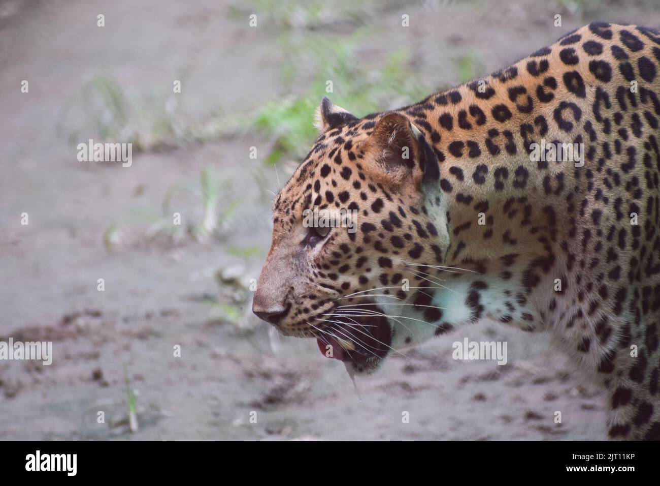Primo piano di un leopardo indiano Foto Stock
