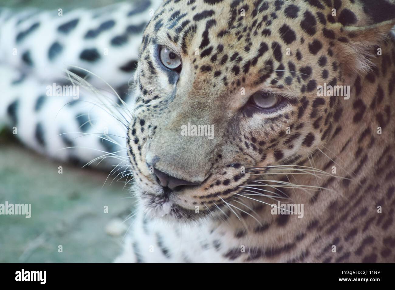 Primo piano di un leopardo indiano Foto Stock