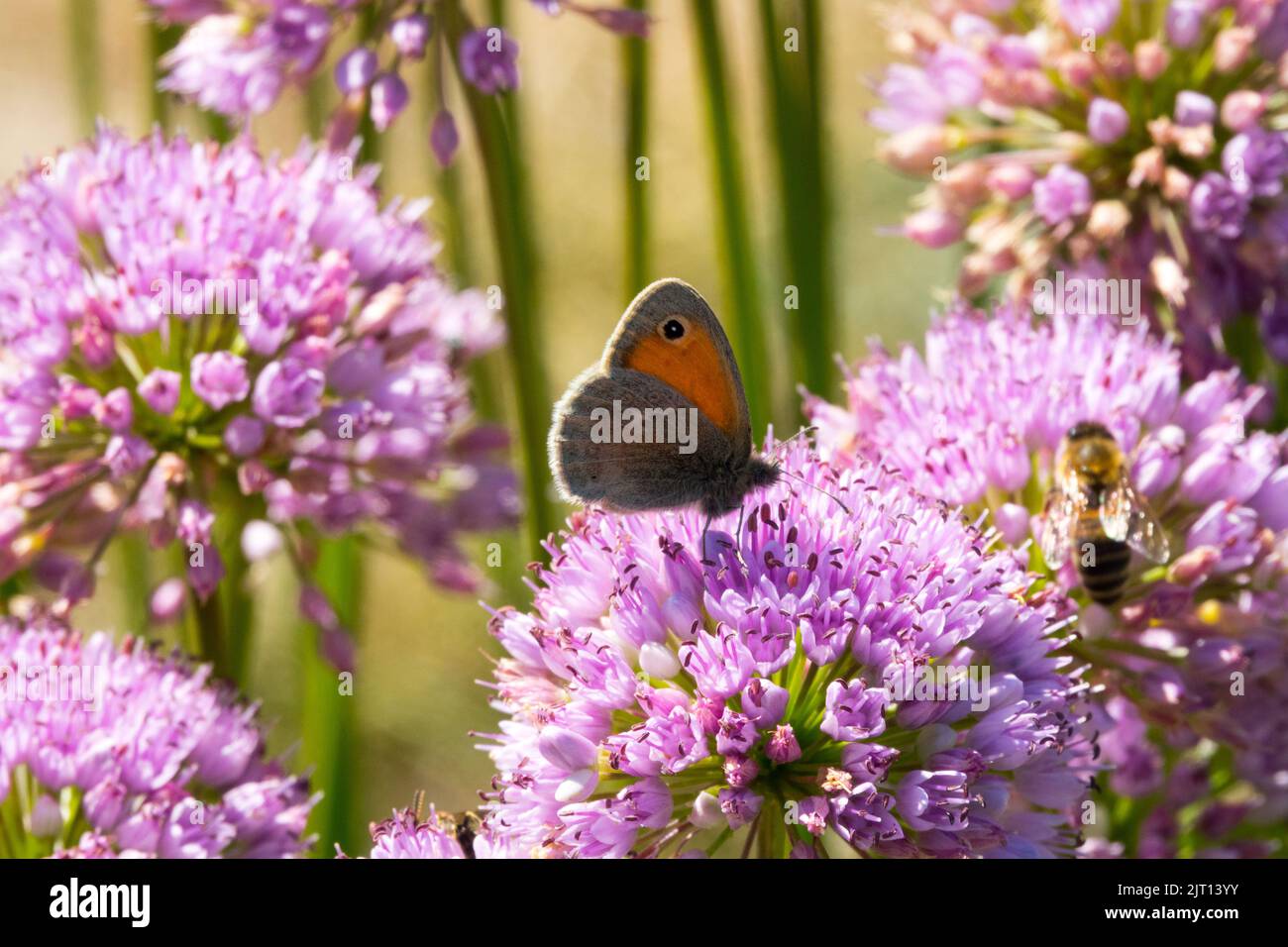 Farfalla su fiore Allium senescens, Cricly Chives, aglio di montagna, cipolla ornamentale, Butterfly si nutrono su una fioritura rosa vista laterale ali Foto Stock