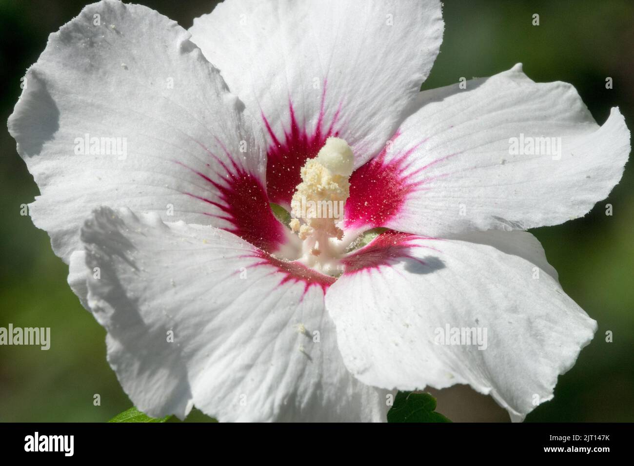 Fiore primo piano, Hibiscus "cuore rosso", Hibiscus, Bianco, Bloom, Dettaglio Foto Stock