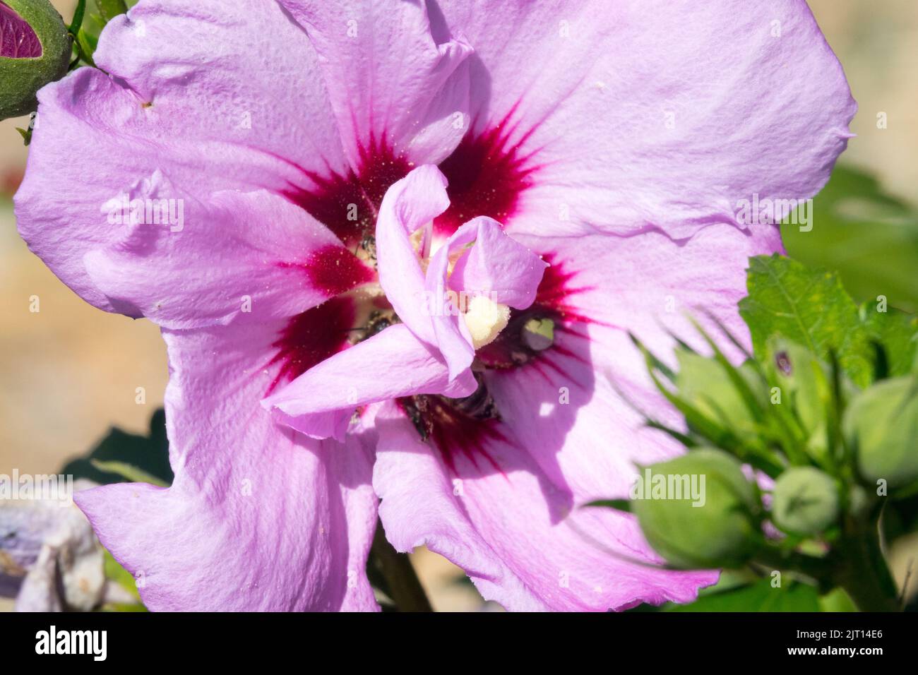 Hibiscus 'violetto Clair Double' fiore Hardy Hibiscus, Rosa, Hibiscus, Rose di Sharon, fiore Blush, Colore, Centro, Bloom Foto Stock