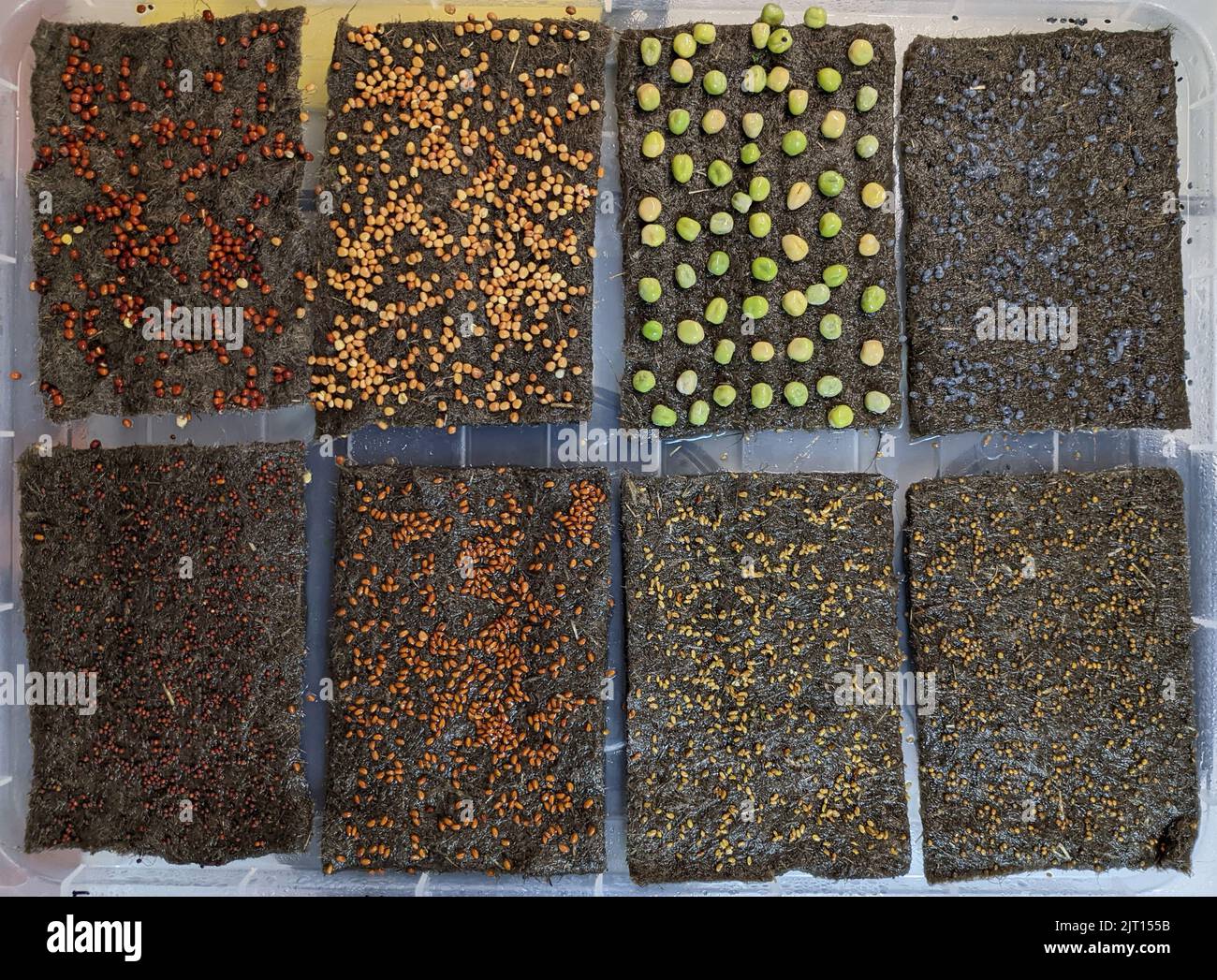 Semi Microgreen su feltri preparati per la germinazione. Foto Stock