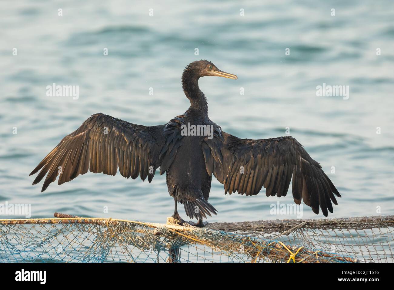 Cormorant asciugando le sue ali su una rete da pesca, Bahrain Foto Stock