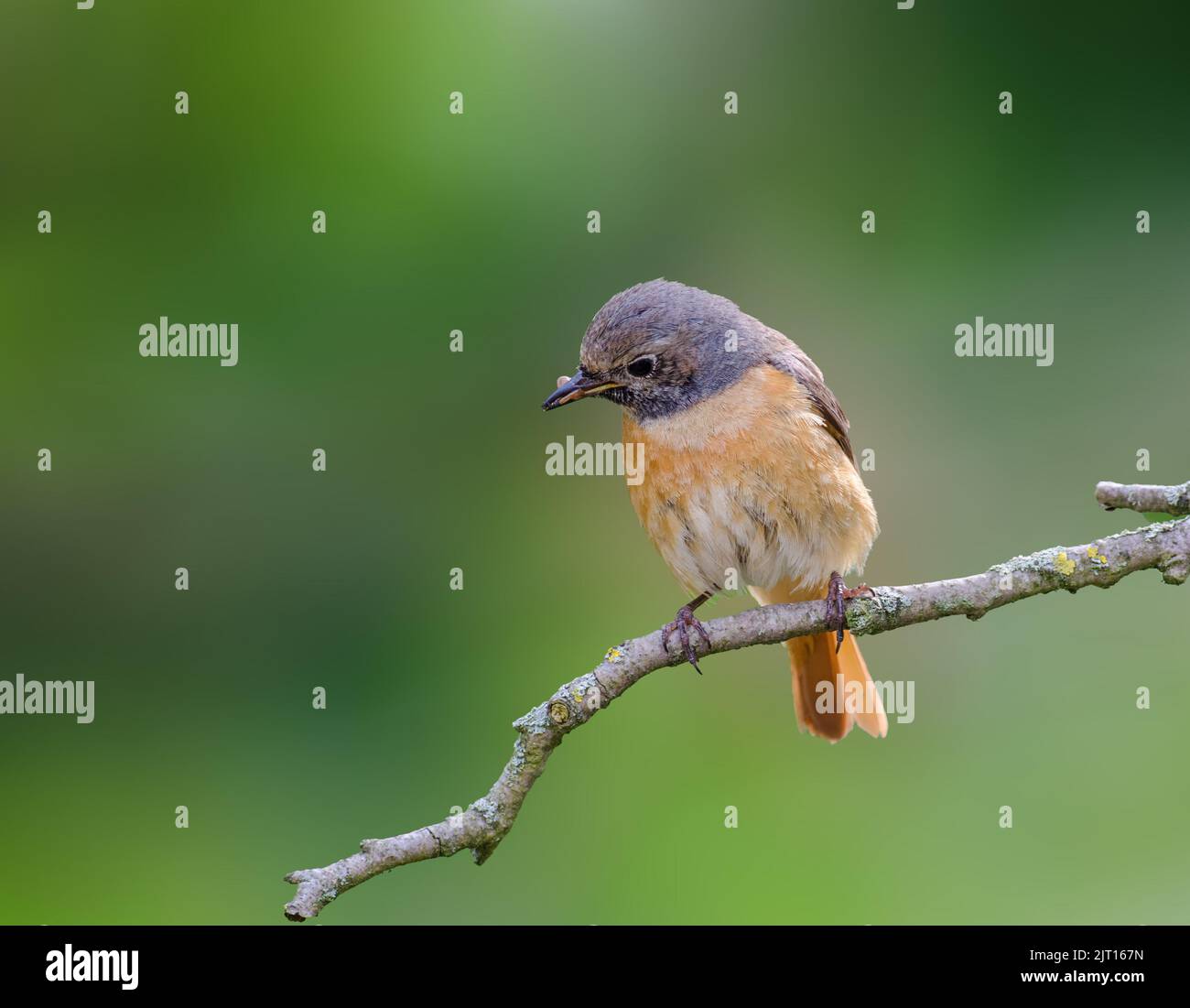 Femmina Redstart (Fenicurus phoenicurus) raccolta di cibo per pulcini in primavera. Dovedale, Derbyshire Foto Stock