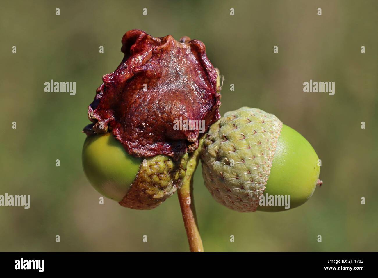 Oak Knopper fiele su Acorn causata dal fiele Wasp Andricus quercuscalicis Foto Stock