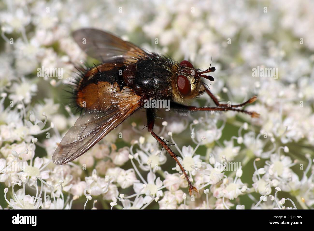 Tachina fera su fiore umbellifer strofinare le gambe insieme per pulirle Foto Stock