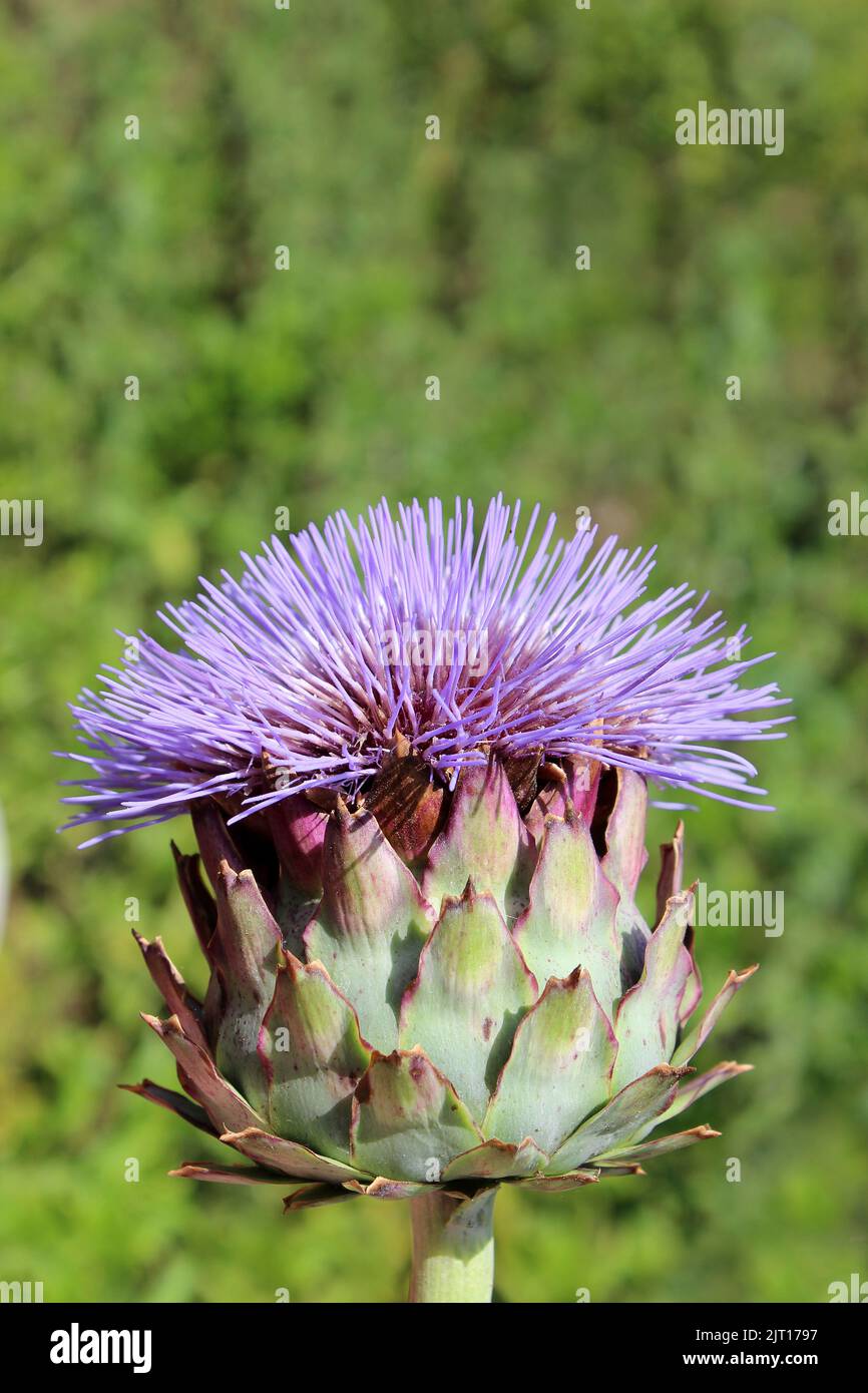 Carciofo Globe fiorito Foto Stock