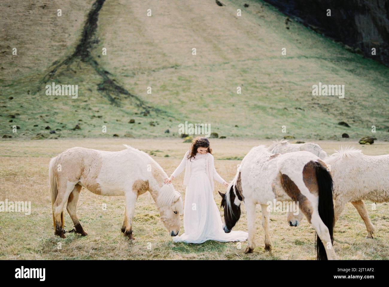 Sposa in un vestito bianco si trova tra i cavalli che toccano le loro manie con le mani. Islanda Foto Stock
