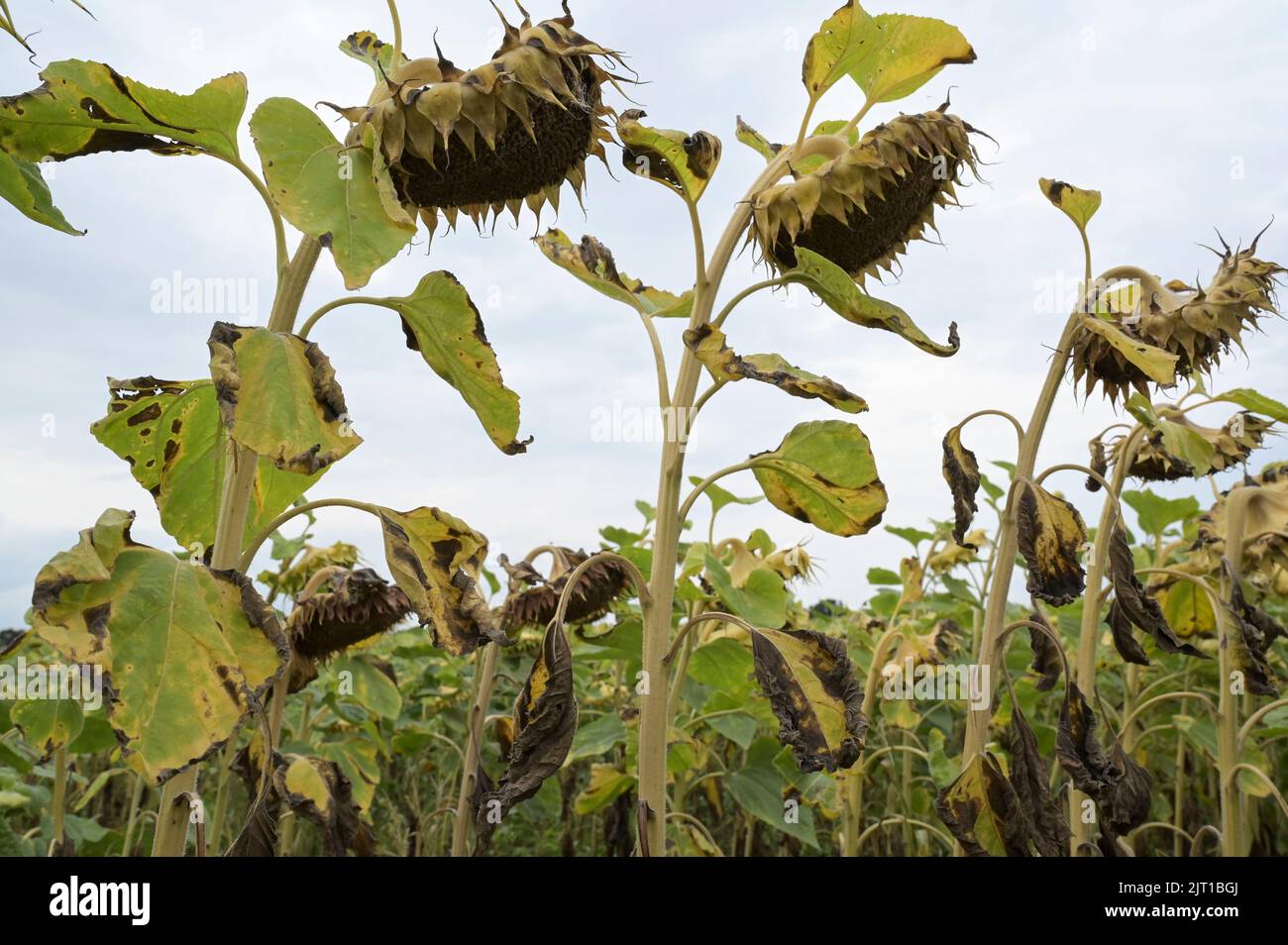 Germania, impatto del cambiamento climatico, siccità estrema, campo di girasole secco / DEUTSCHLAND, Meclemburgo, Plau, Klimawandel, Dürre, Vertrocknete Sonnenblumen auf einem Feld im August Foto Stock