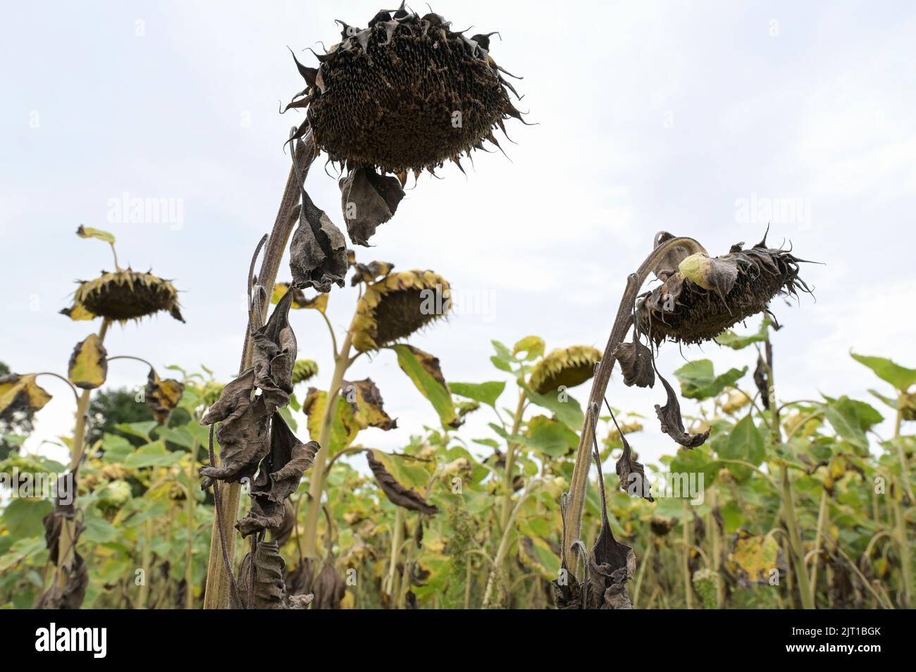 Germania, impatto del cambiamento climatico, siccità estrema, campo di girasole secco / DEUTSCHLAND, Meclemburgo, Plau, Klimawandel, Dürre, Vertrocknete Sonnenblumen auf einem Feld im August Foto Stock