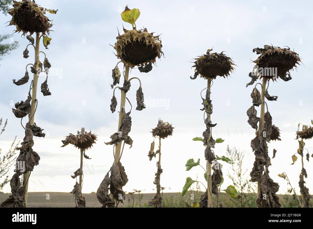 Germania, impatto del cambiamento climatico, siccità estrema, campo di girasole secco / DEUTSCHLAND, Meclemburgo, Plau, Klimawandel, Dürre, Vertrocknete Sonnenblumen auf einem Feld im August Foto Stock