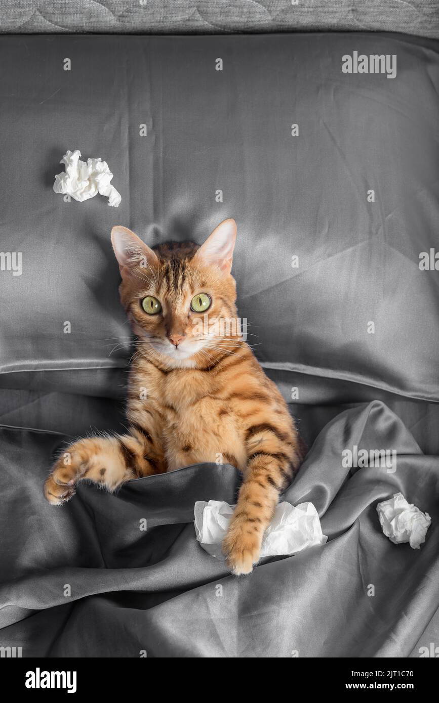 Un gatto con un fazzoletto da un freddo nelle sue zampe. Trattamento per raffreddori e influenza. Foto Stock
