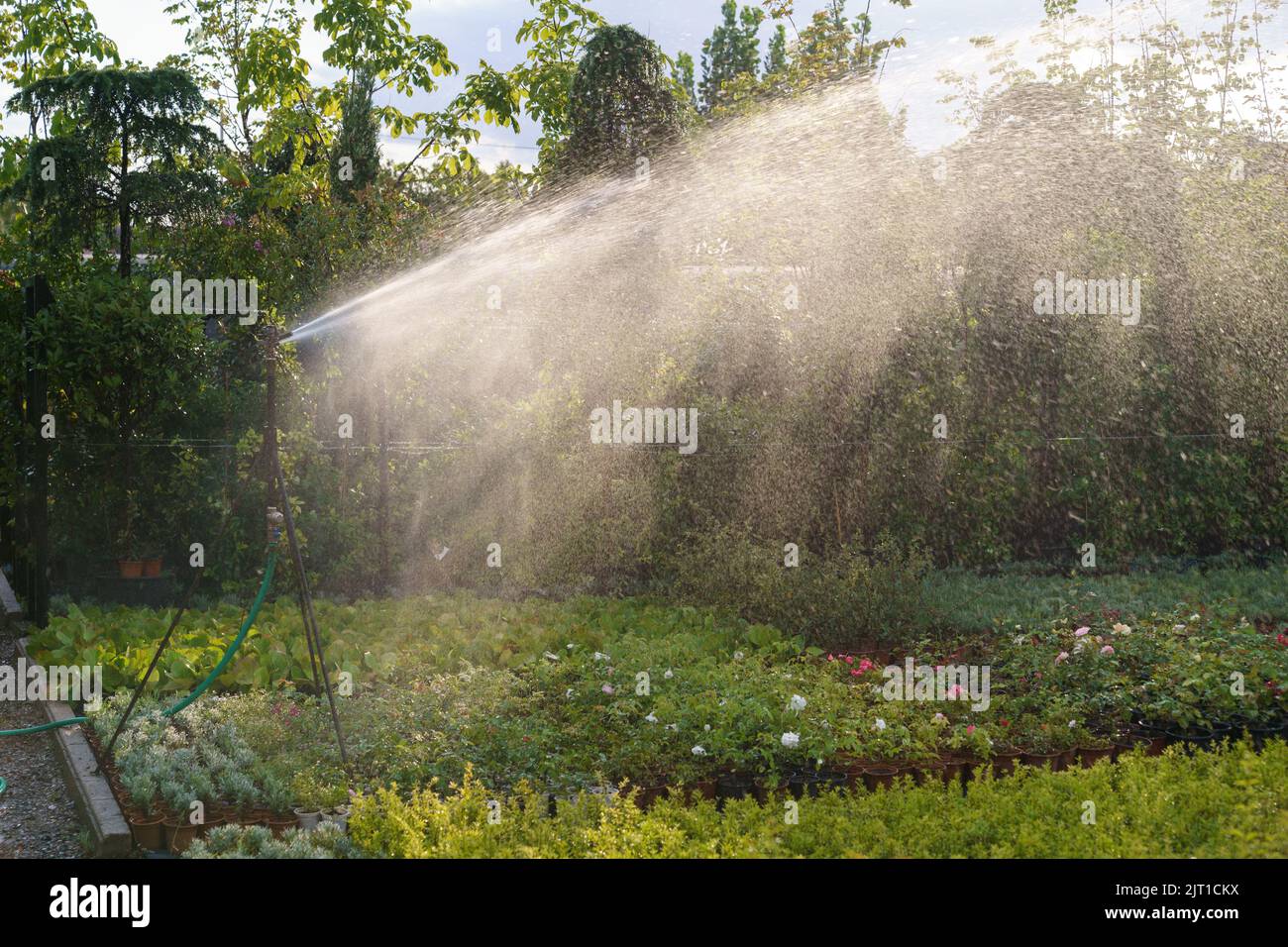 Il sistema di irrigazione automatico diffonde acqua pulita su piante in vaso decorative alla luce del sole Foto Stock