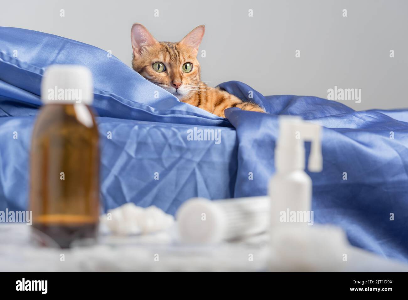 Un gatto domestico infettato da un raffreddore o influenza si trova in un letto a casa. Foto Stock