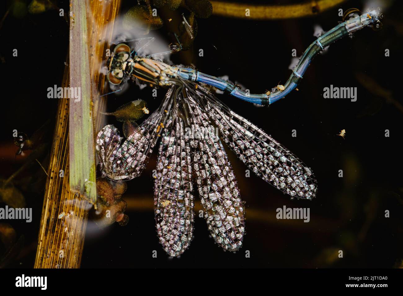 Un primo piano di una mosca ferita. Foto Stock