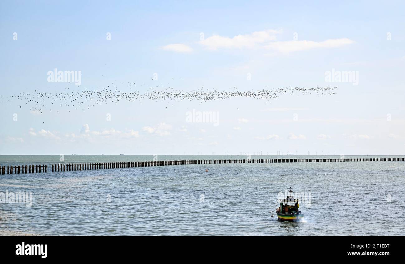 Shoeburyness. Regno Unito. 27 agosto 2022. Un grande gregge di uccelli si affaccia sulla trappola sottomarina a Shoeburyness East Beach, Essex, UK. Una barca gialla e blu può essere vista in primo piano e alcune turbine eoliche off-shore in lontananza. Foto Stock