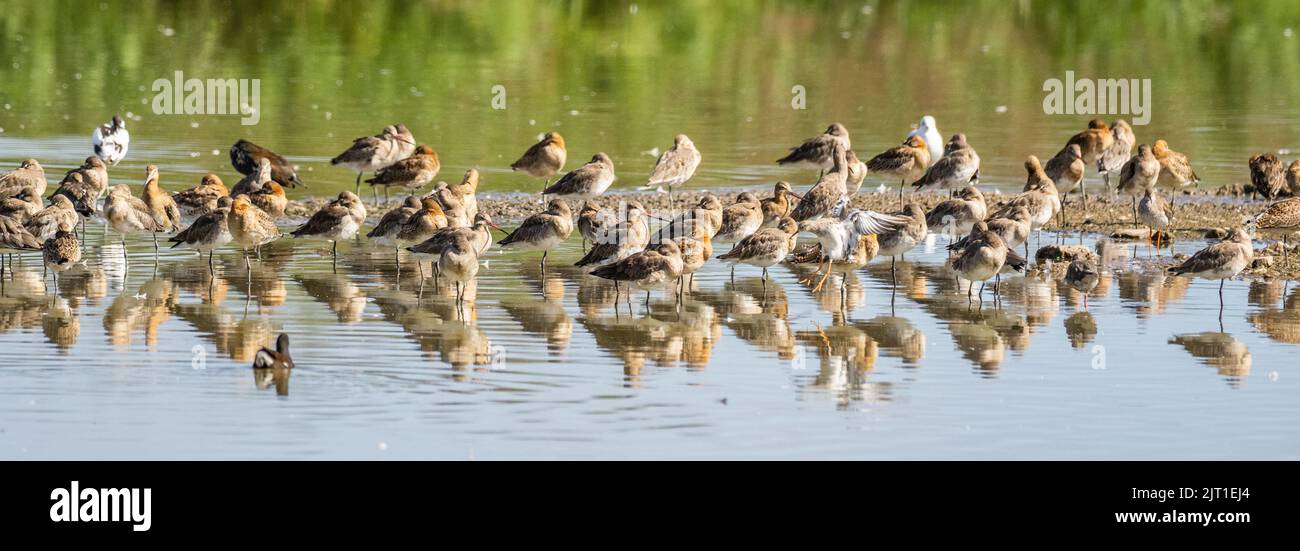 gregge di uccelli che guadano la riva che riposano sulla riva di un lago Foto Stock